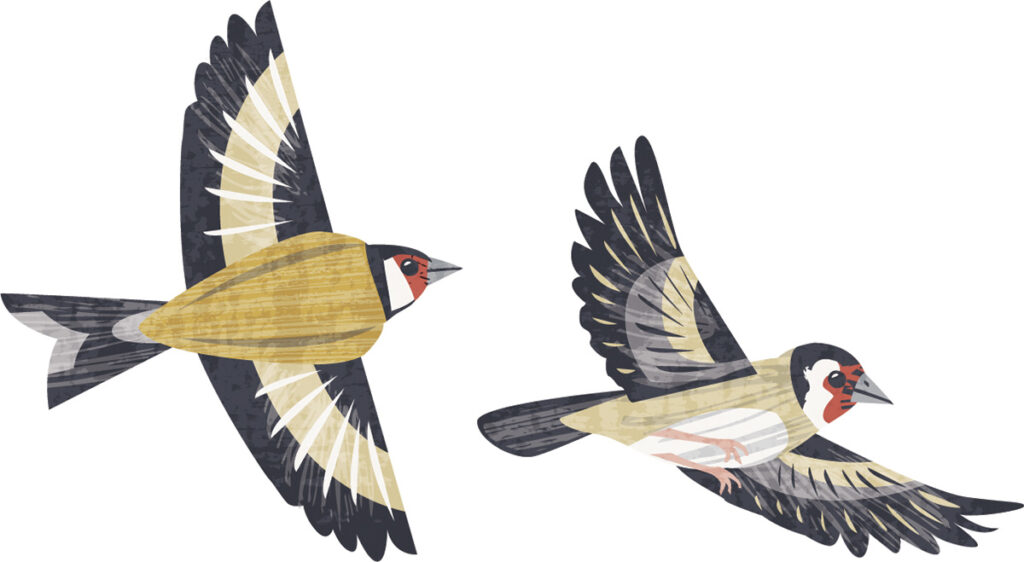 Goldfinches flying bird illustration by Matt Johnson